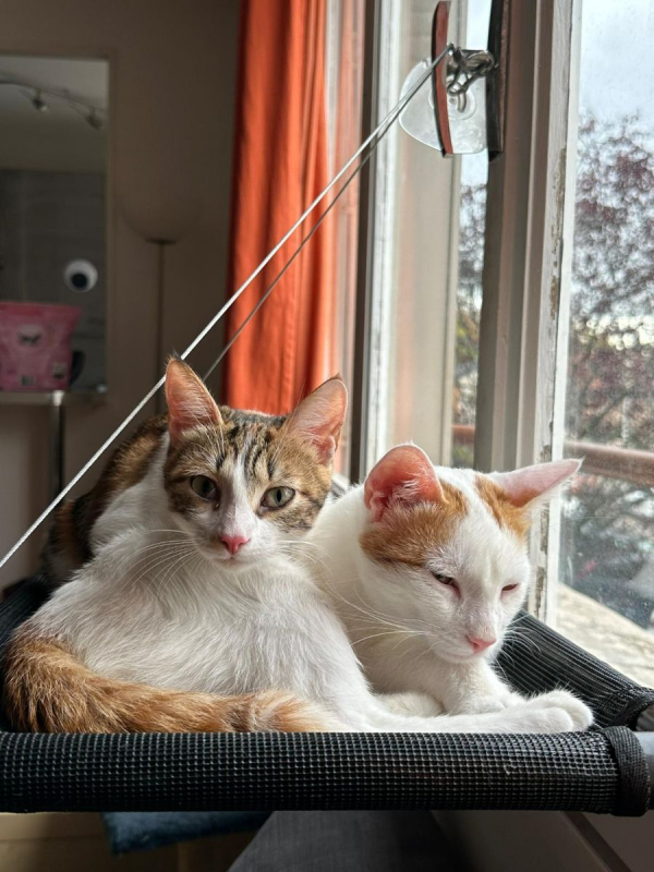 Photo #2 de Kit et Kat