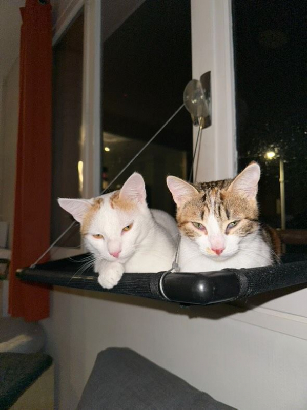 Photo #3 de Kit et Kat