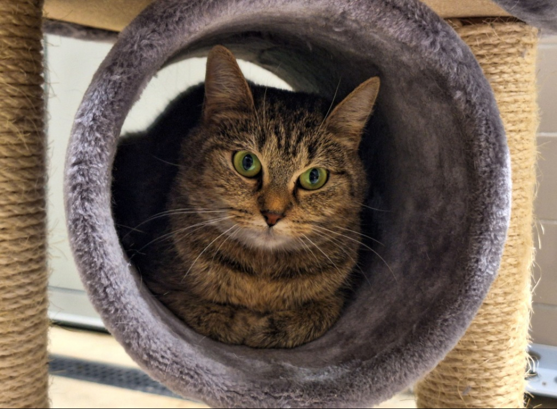 Photo #1 de Princesse