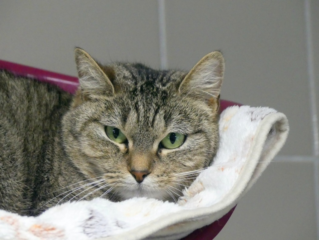 Photo #2 de Princesse