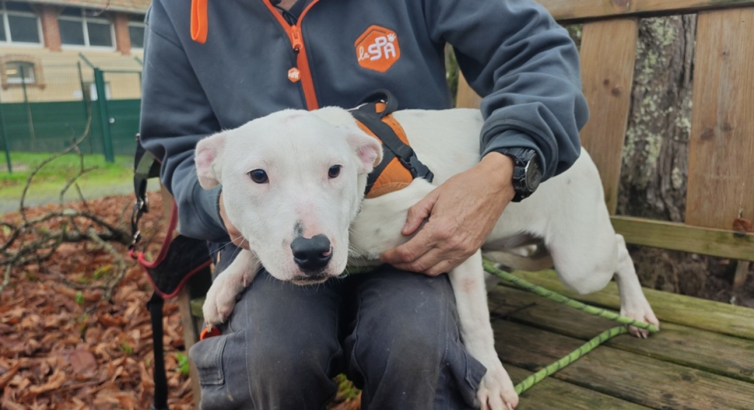 Photo #1 de Blanchette