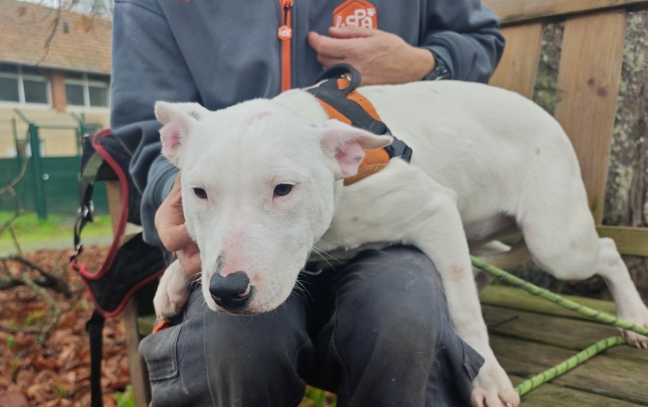 Photo #2 de Blanchette