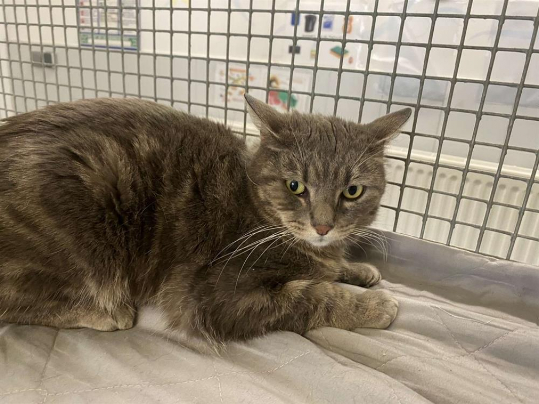 Photo de Minouchette