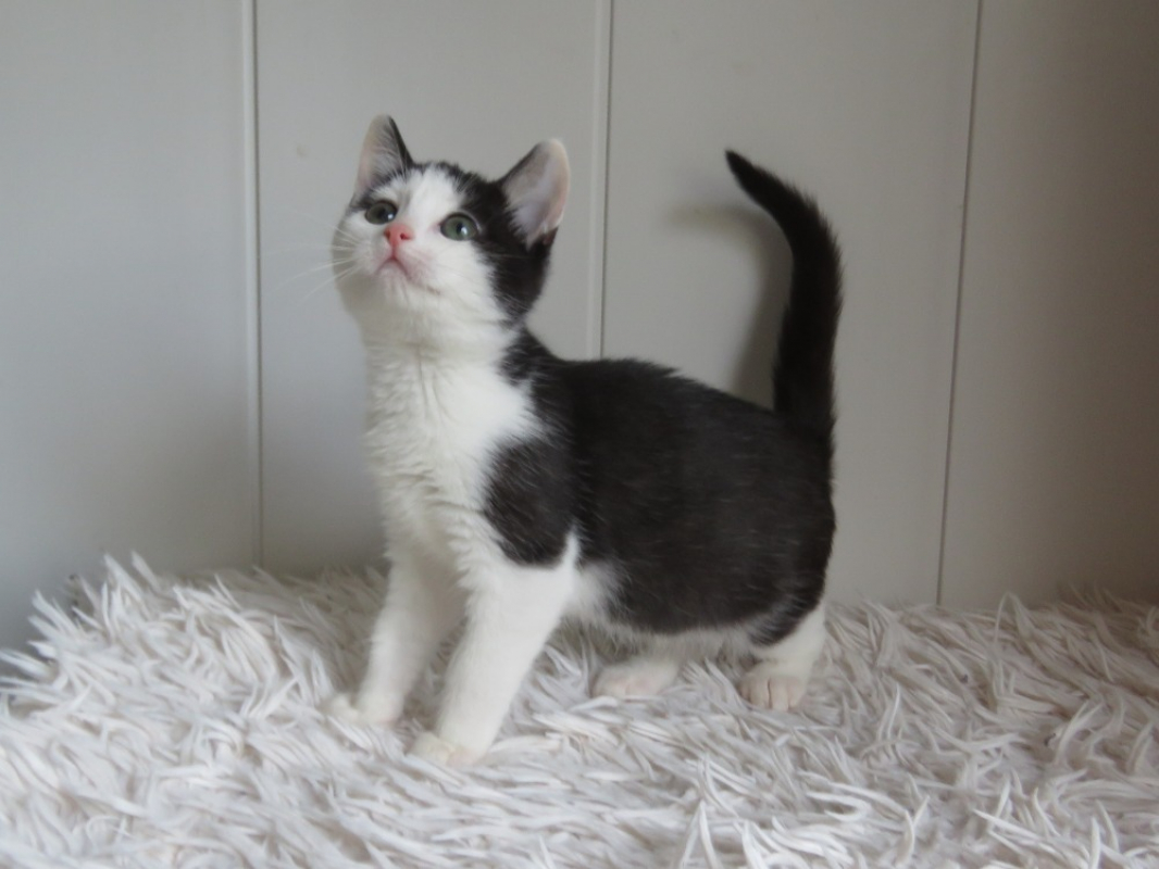 Photo #1 de Afilaria