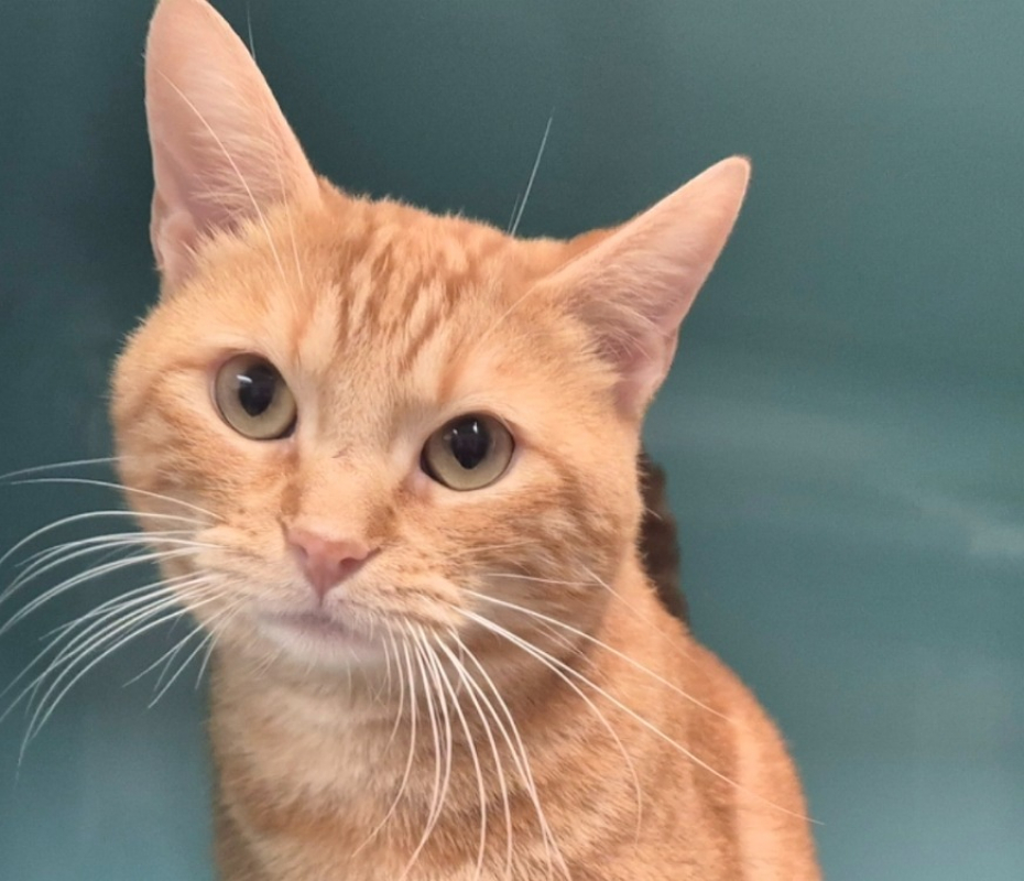 Photo #5 de Léonard