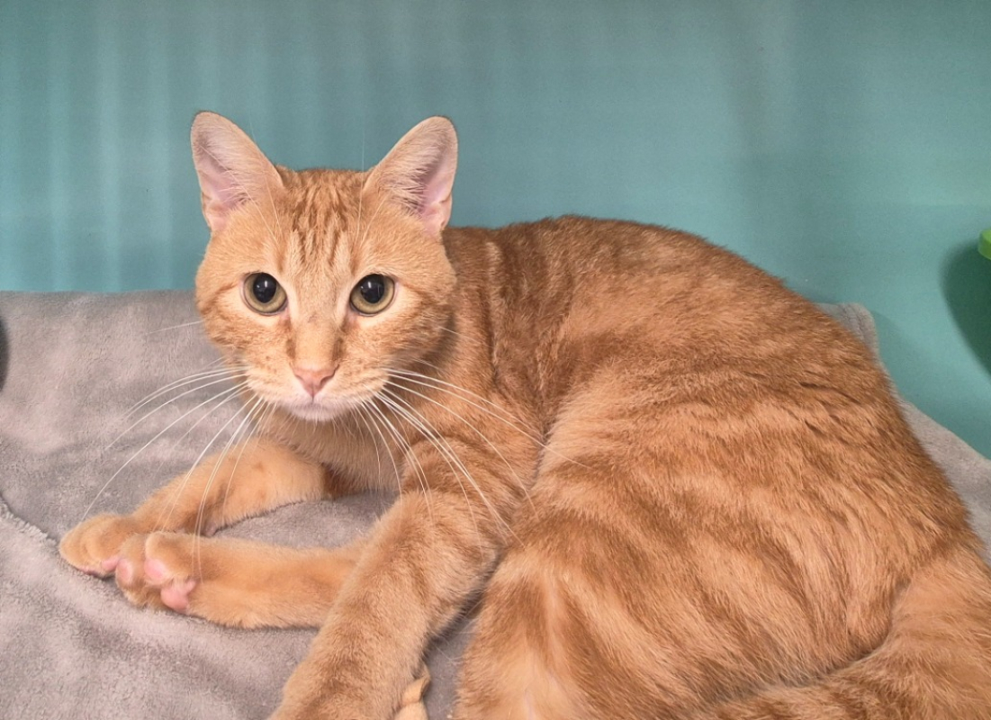 Photo #6 de Léonard