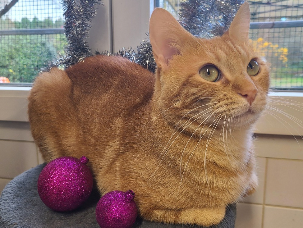 Photo #1 de Léonard