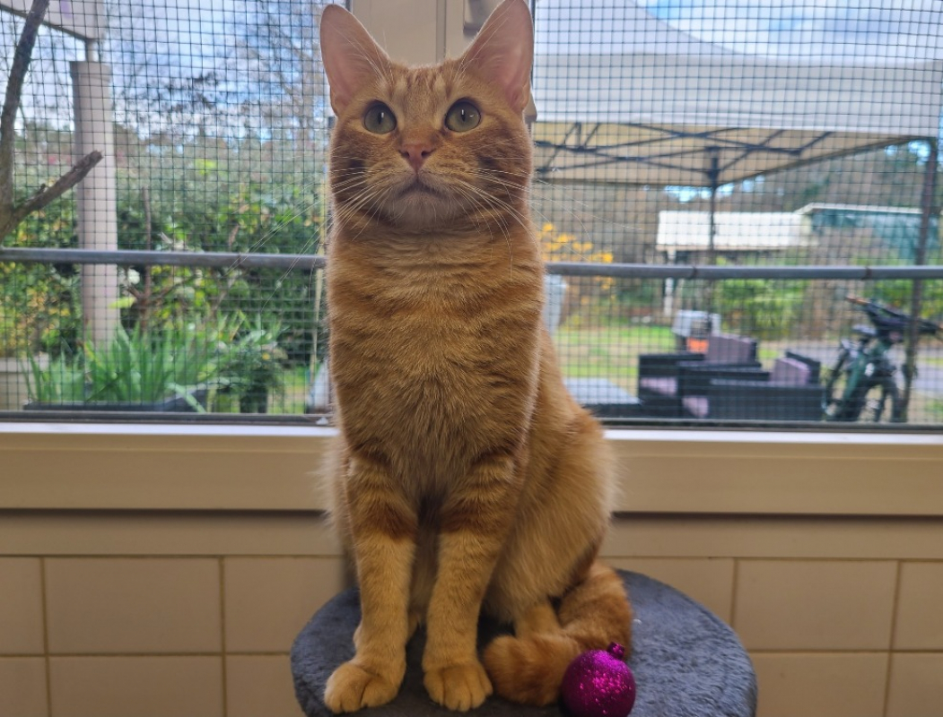 Photo #2 de Léonard