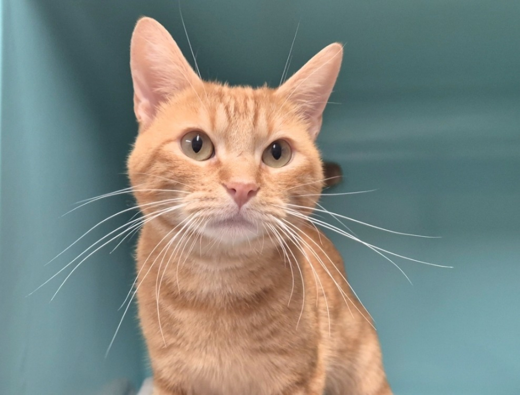 Photo #3 de Léonard