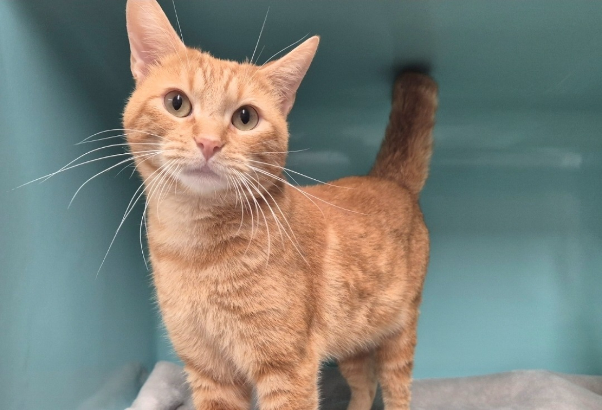 Photo #4 de Léonard