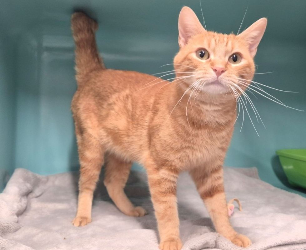 Photo #5 de Léonard