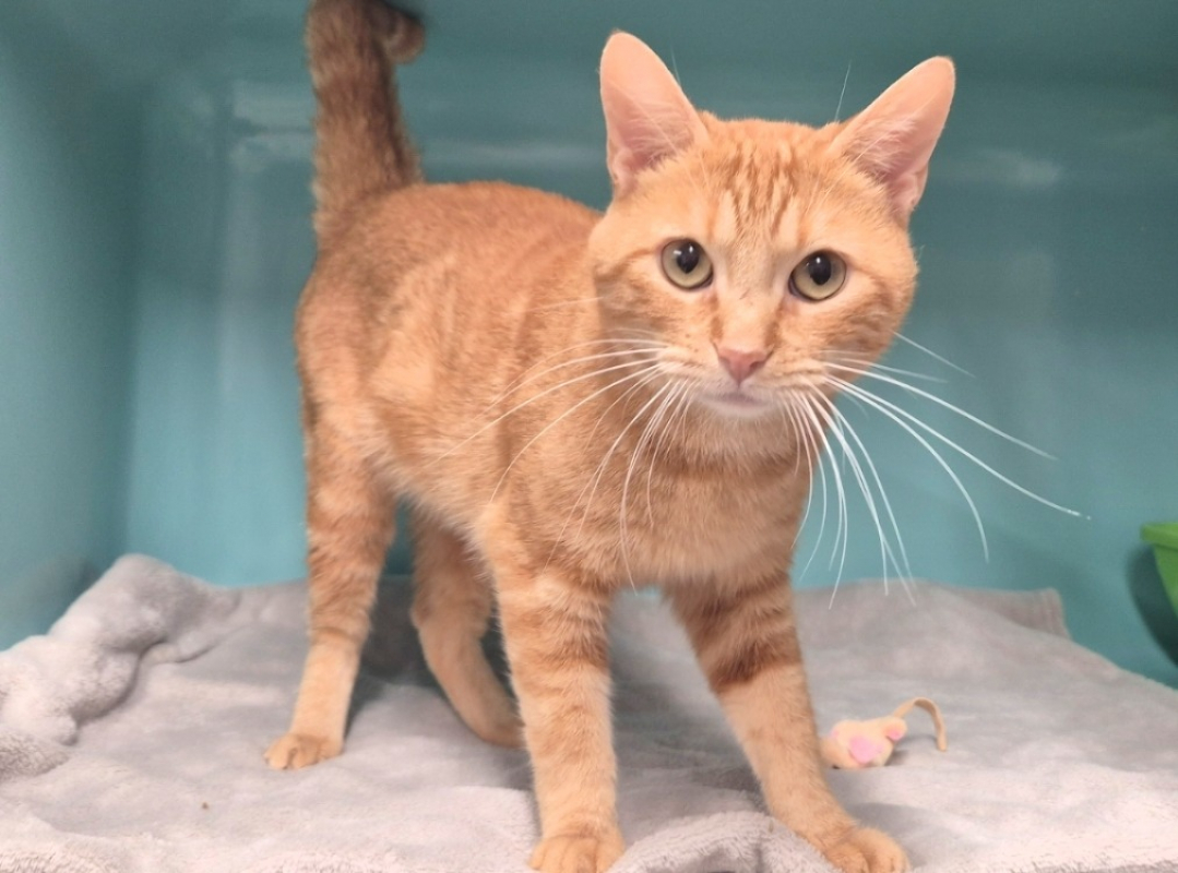 Photo #6 de Léonard