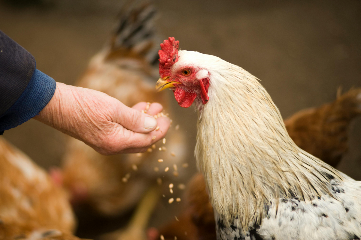 Photo de Pouletta