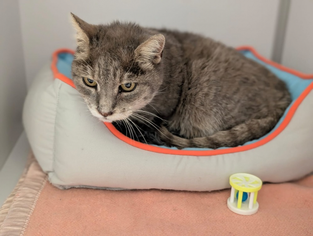 Photo #1 de Amethyste