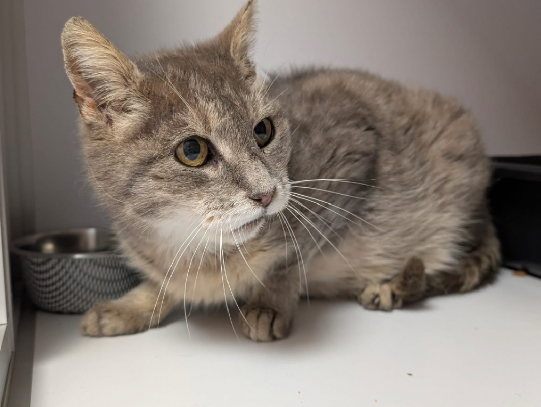 Photo #2 de Amethyste