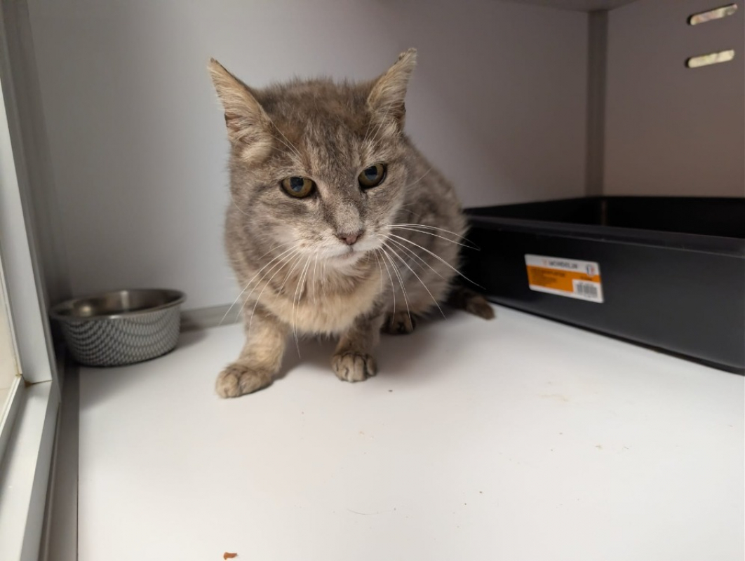 Photo #3 de Amethyste