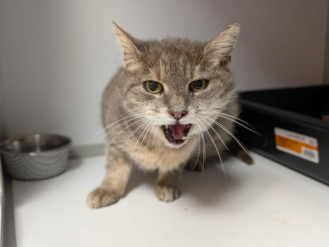 Photo #4 de Amethyste