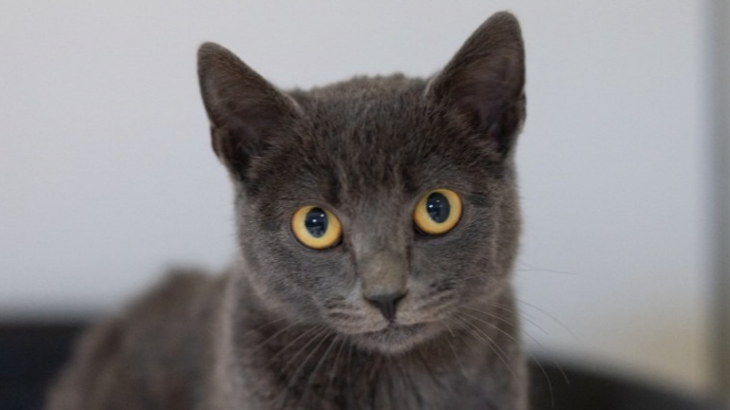 Photo #1 de Troiquart