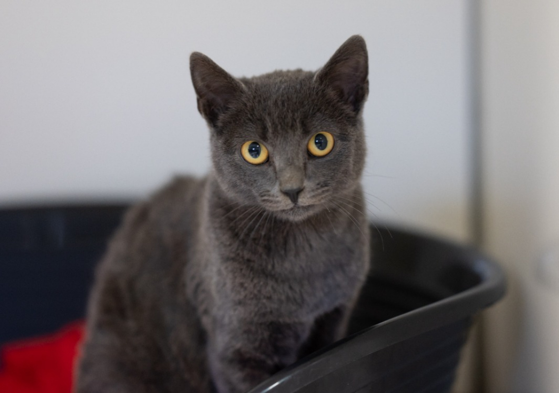 Photo #2 de Troiquart