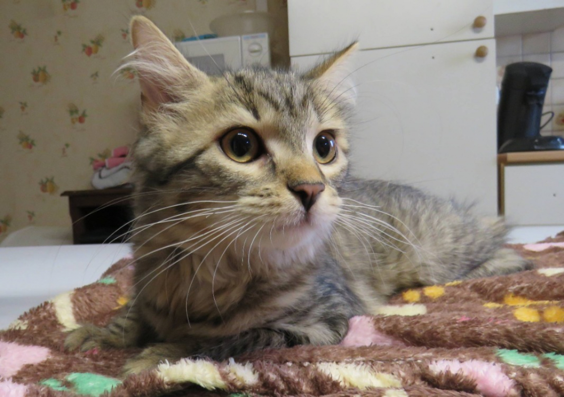 Photo #1 de Vitamine