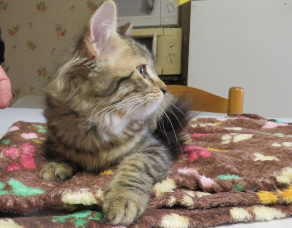 Photo #2 de Vitamine