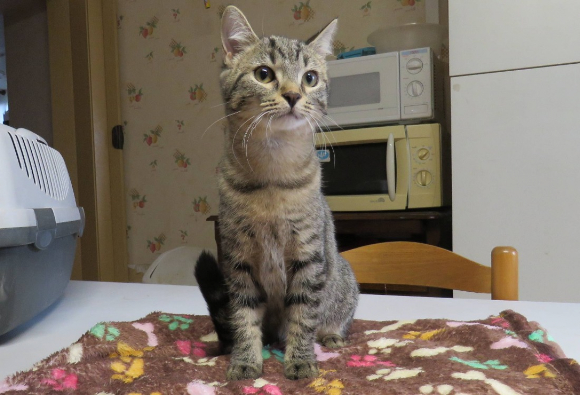 Photo #1 de Valentine