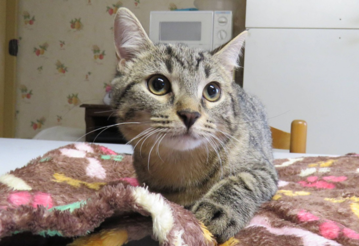 Photo #2 de Valentine