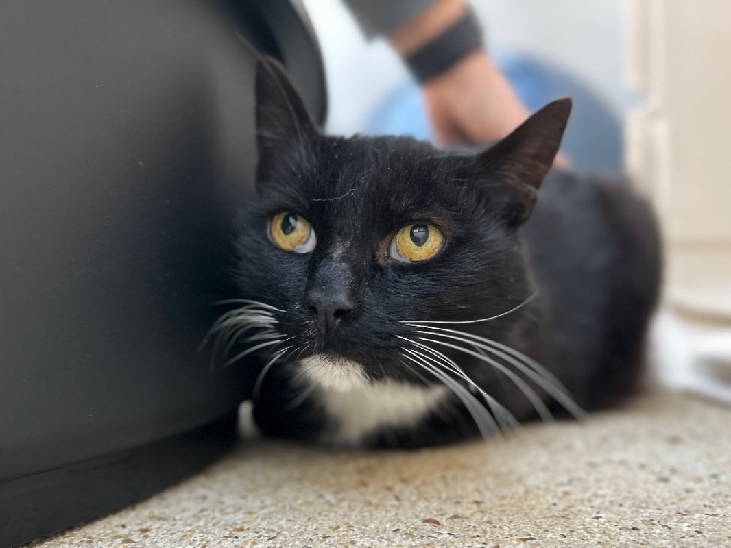 Photo #1 de Ristretto