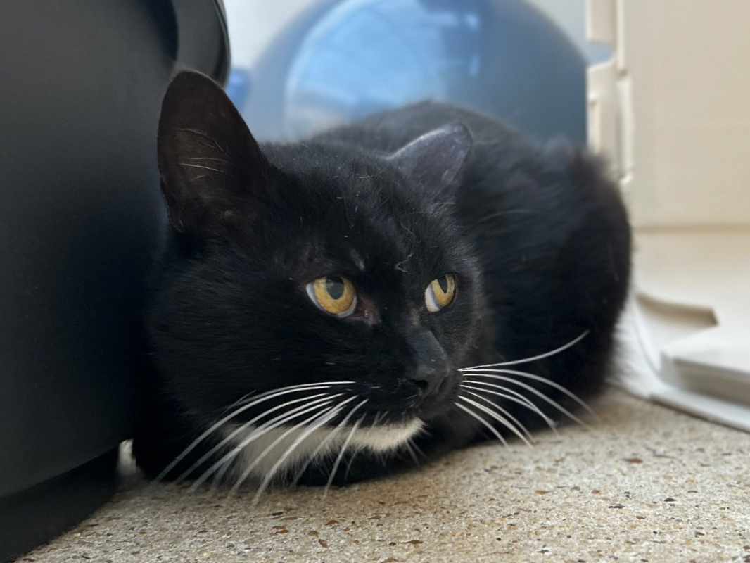 Photo #2 de Ristretto