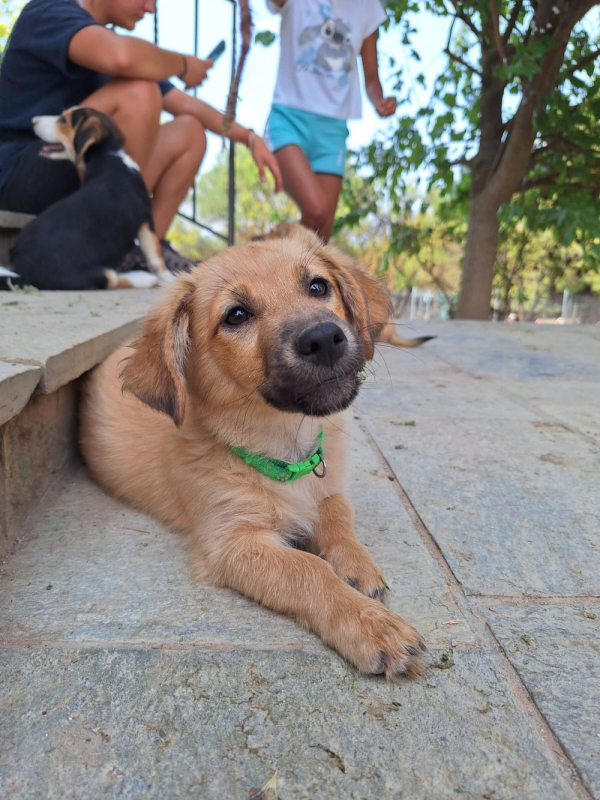 Photo #3 de Cookie