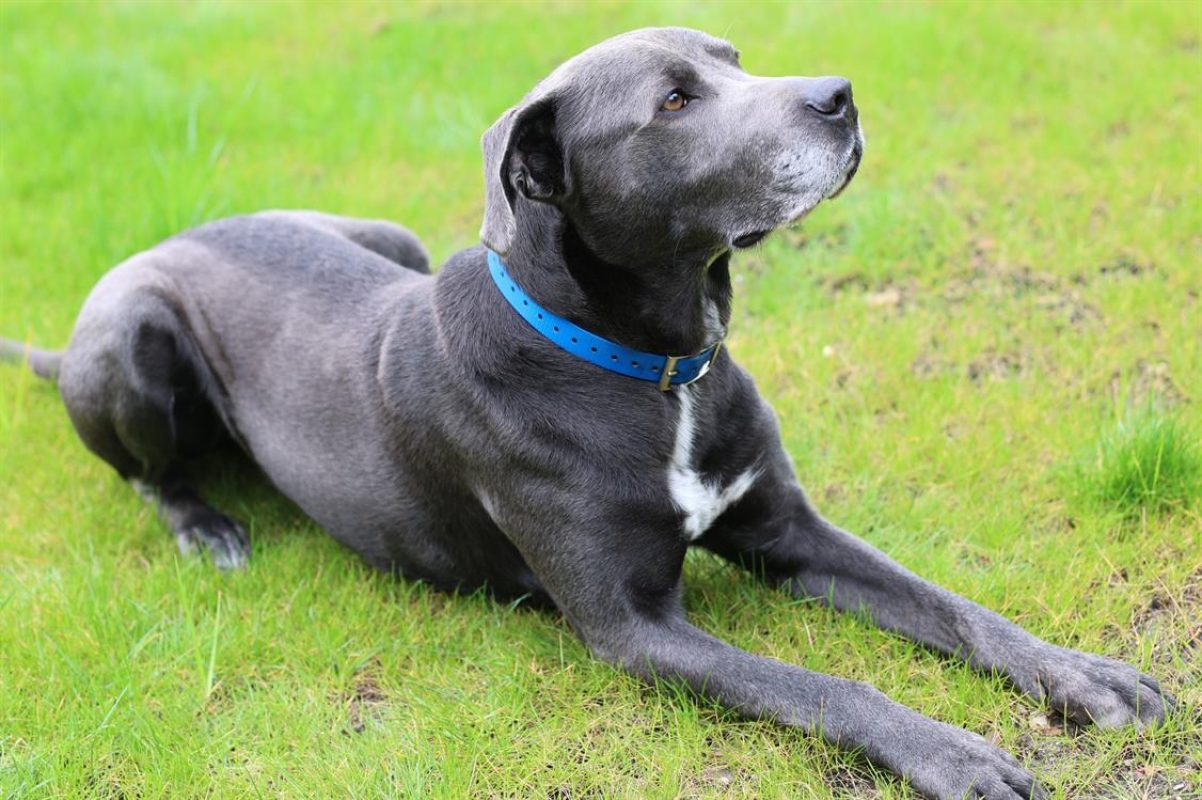 Ticko - Chien à adopter