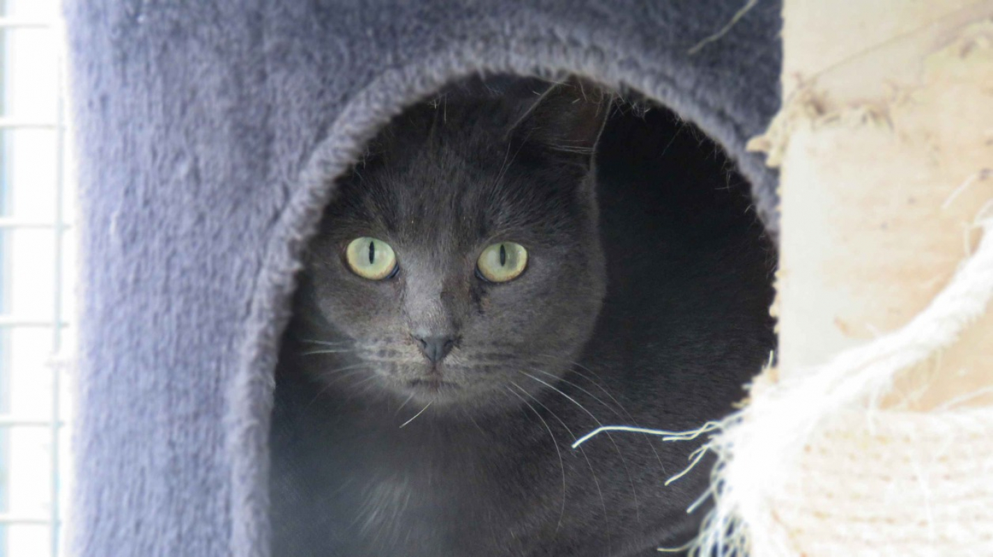 Photo #1 de Emeraude