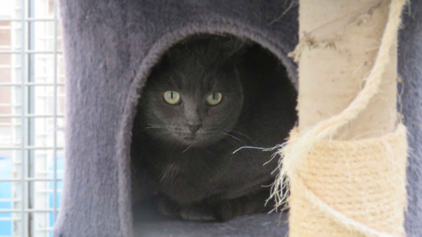 Photo #2 de Emeraude