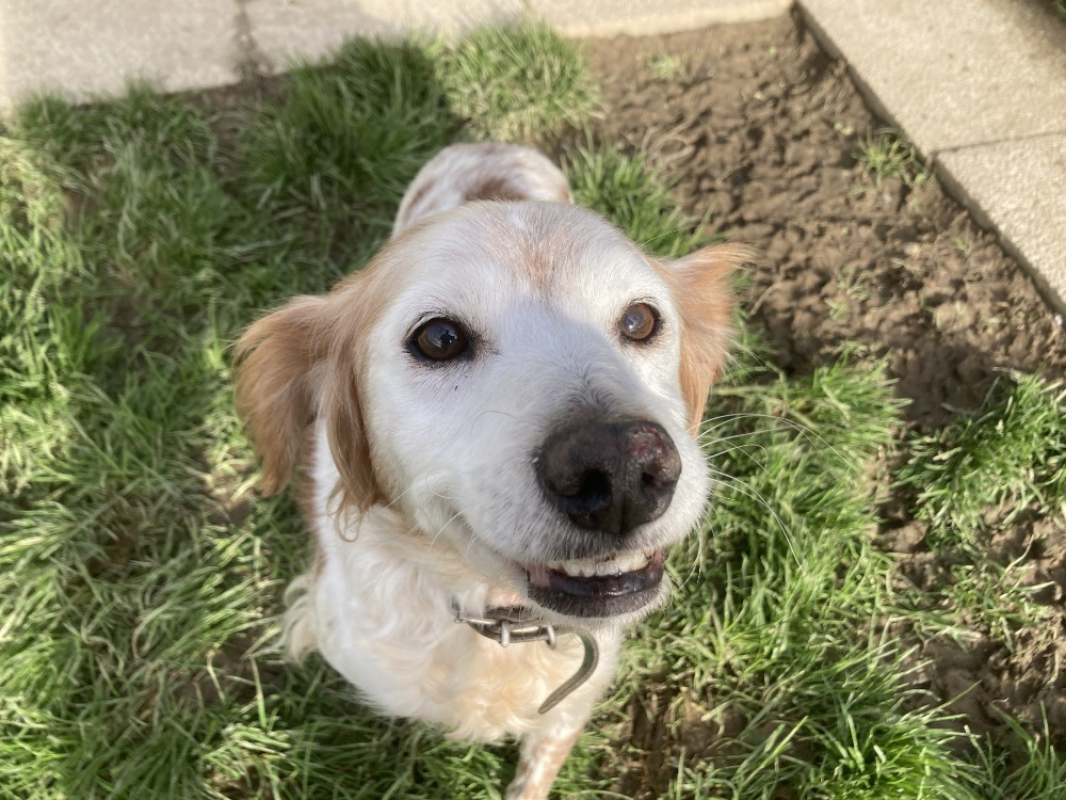 Photo #1 de Orphee réservé