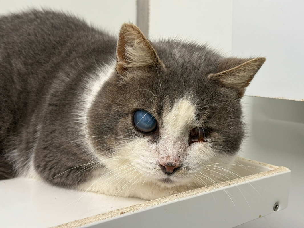 Photo de Ray charles