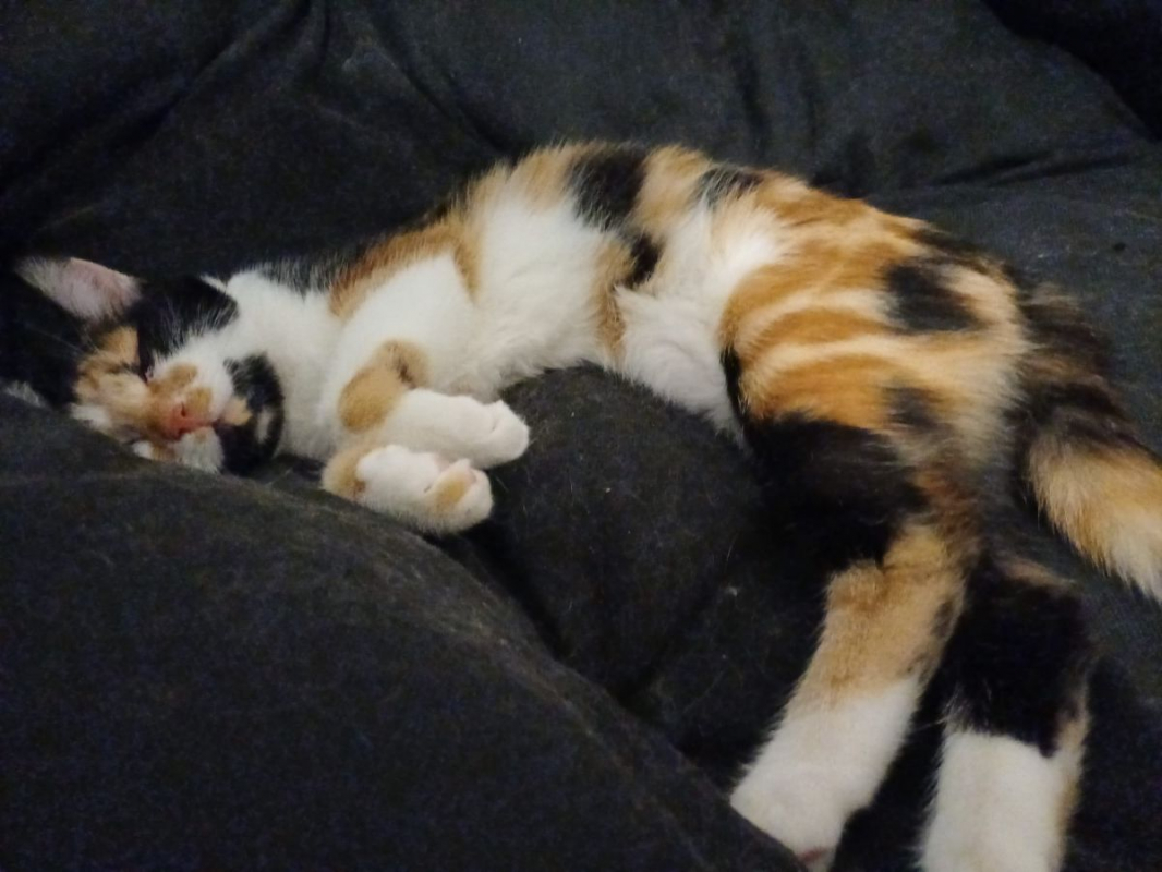 Photo #3 de Maya et Louna