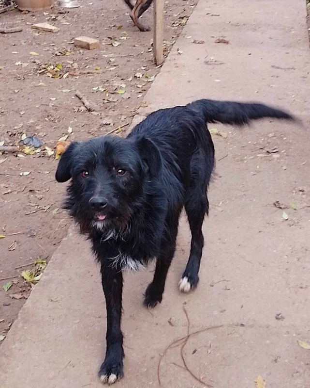 Photo #1 de Clafoutis