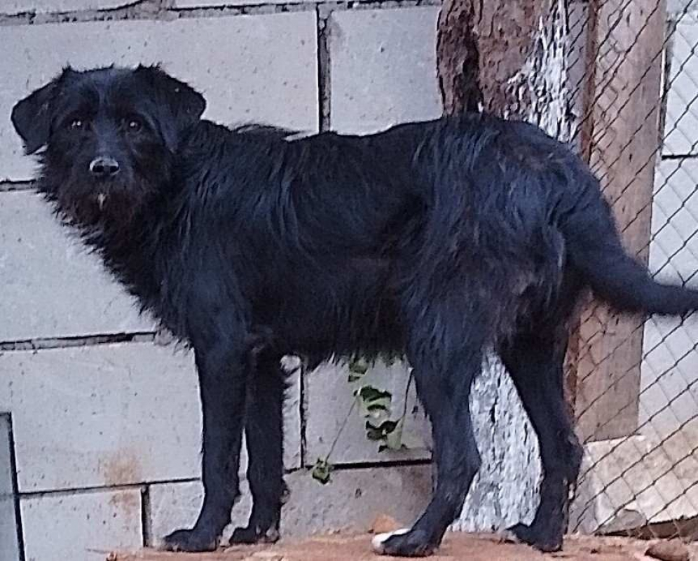 Photo #2 de Clafoutis