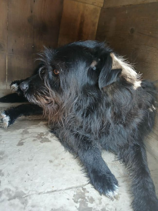 Photo #3 de Clafoutis