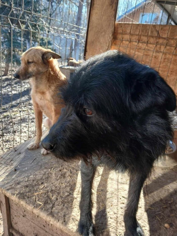 Photo #3 de Clafoutis