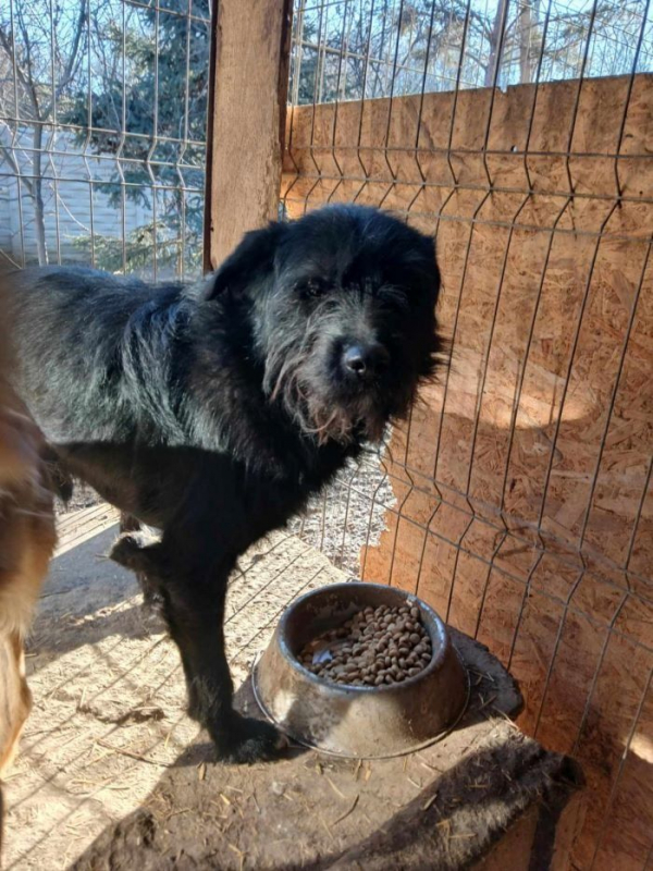 Photo #4 de Clafoutis