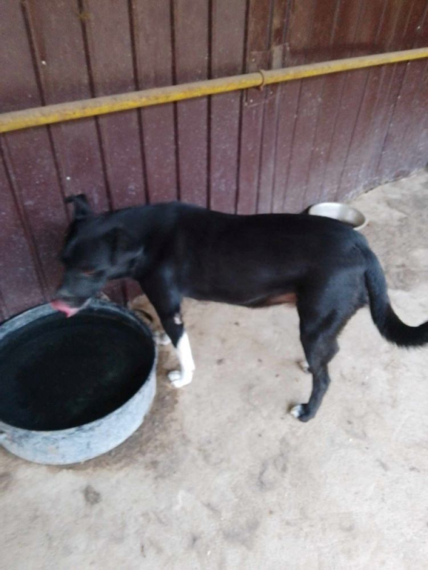 Photo #2 de Frangipane