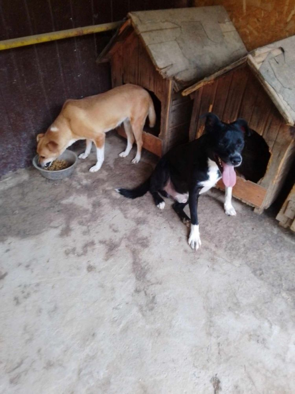 Photo #4 de Frangipane