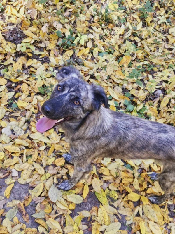 Photo #3 de Croissant