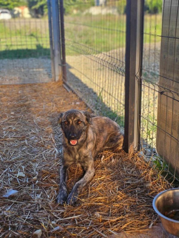 Photo #4 de Croissant