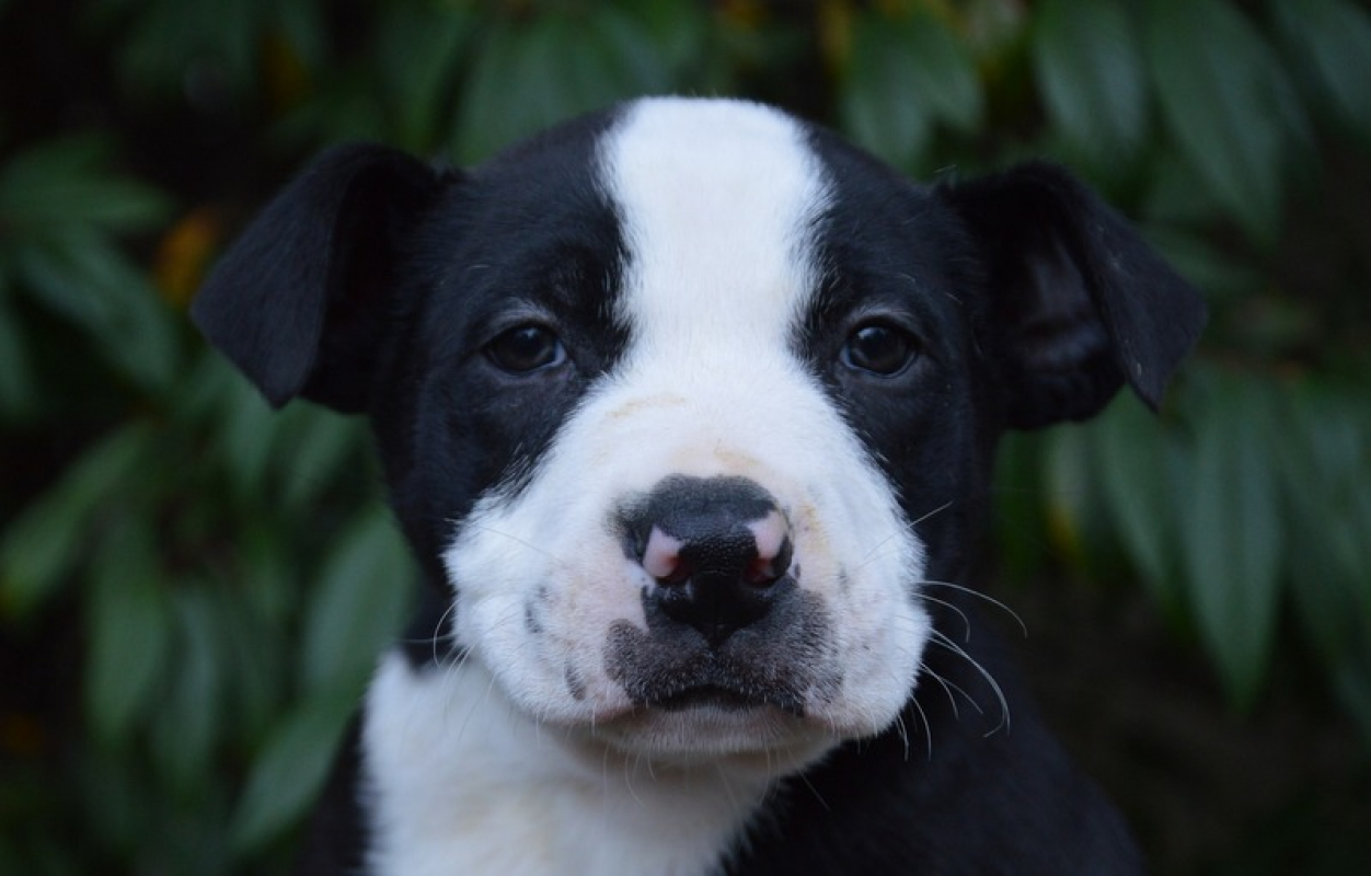 Photo de Choconoisette