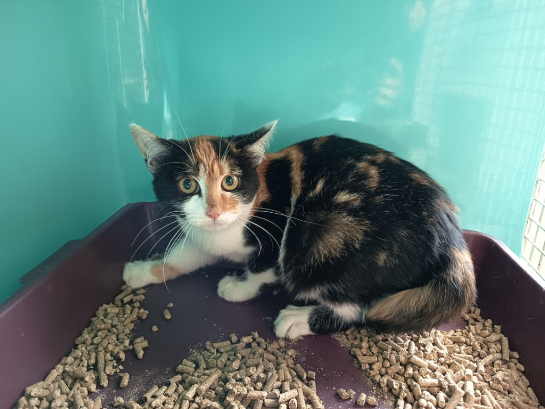 Photo #1 de Peyredragon