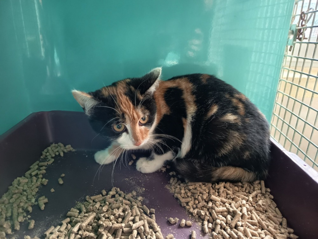 Photo #2 de Peyredragon