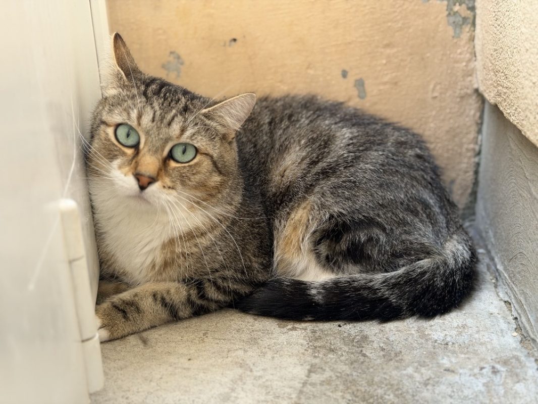 Tora - Chat Européen à adopter