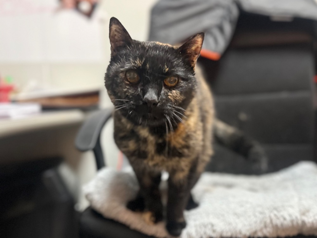 Photo #1 de Chocolate